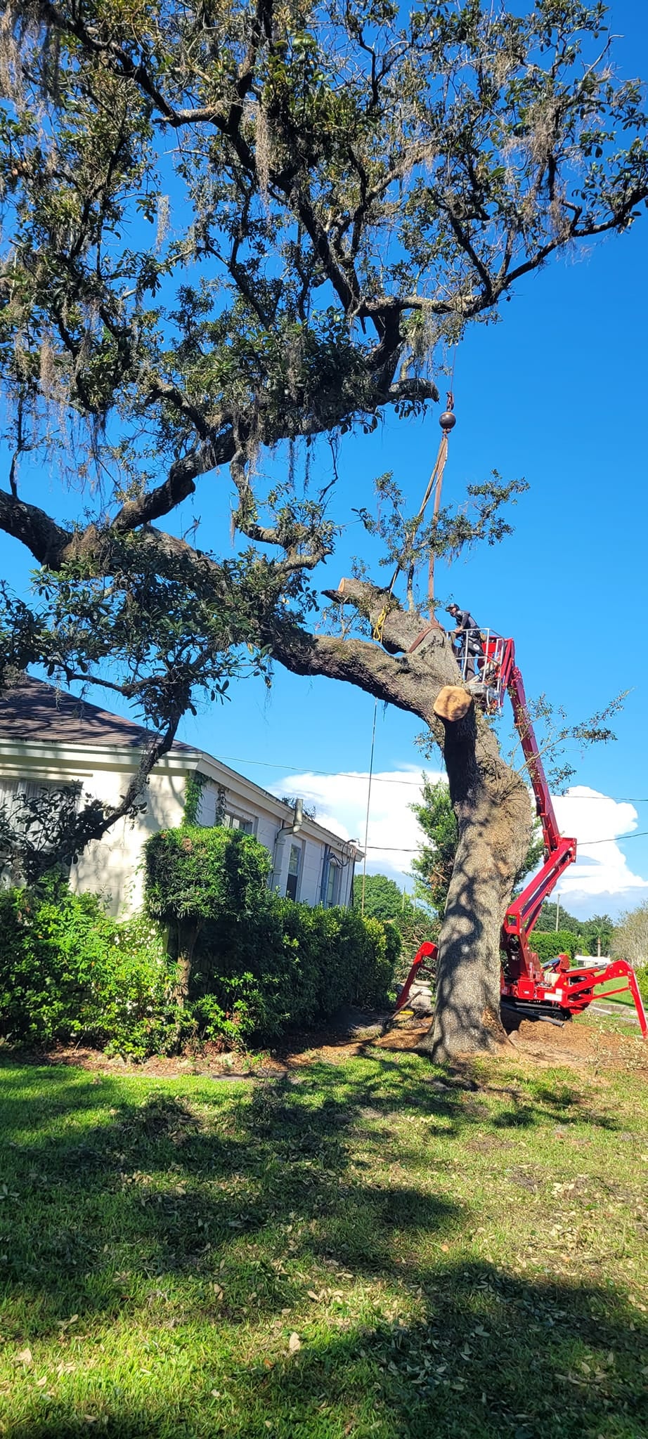 tree service clearwater fl