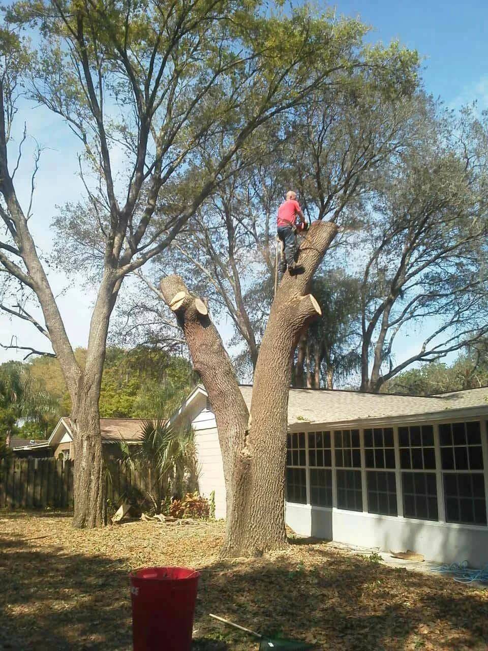 tree service clearwater fl