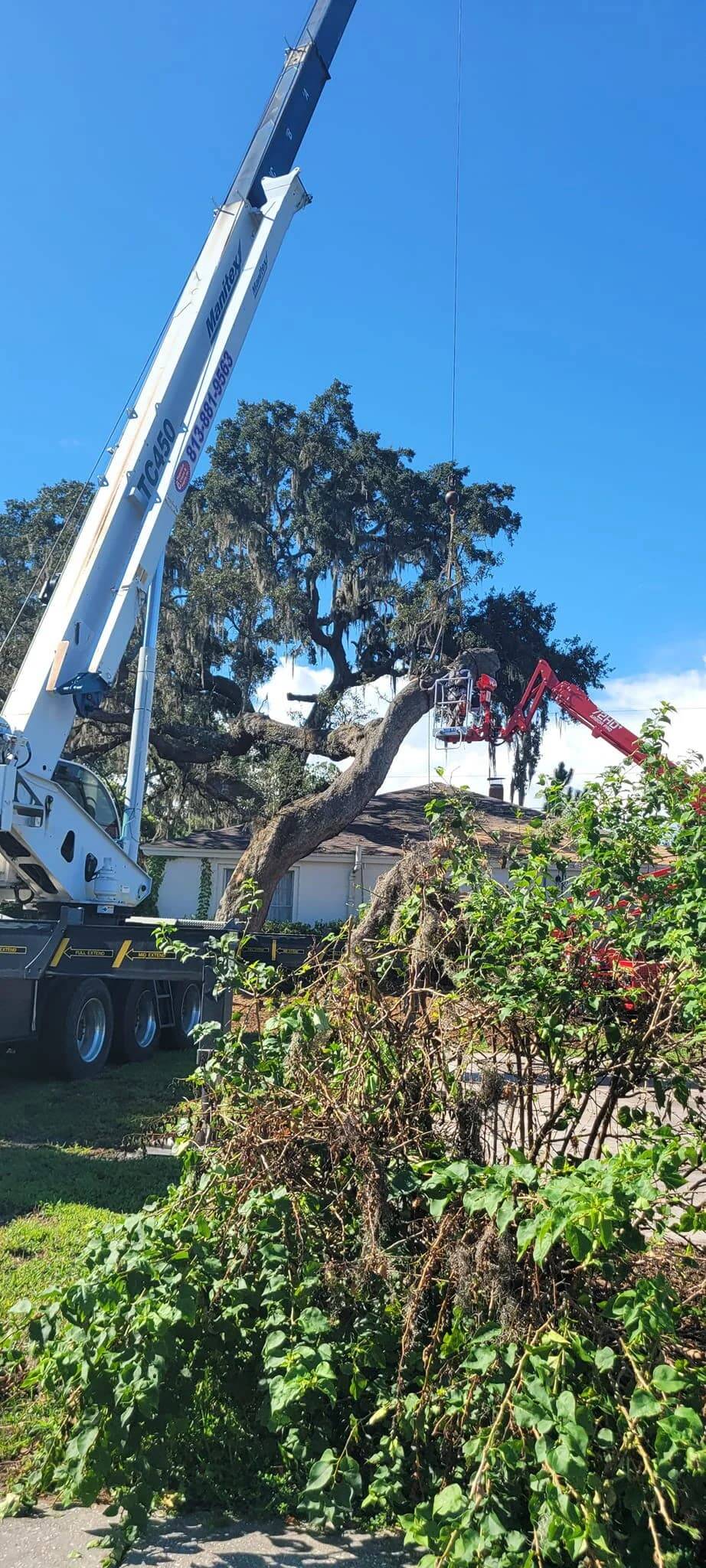 tree service clearwater fl